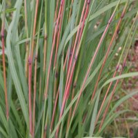 Andropogon gerardii