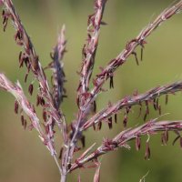 Andropogon gerardii 1