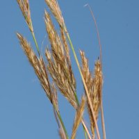 Andropogon hallii