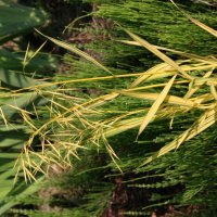 Bromus inermis Skinner´s Gold