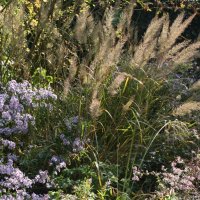 Calamagrostis brachytricha