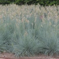 Festuca glauca