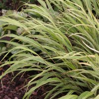 Hakonechloa macra Albostriata