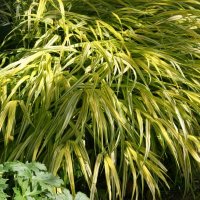 Hakonechloa macra Aureola