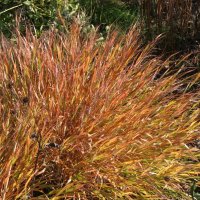 Hakonechloa macra Nicolas