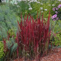 Imperata Red Baron