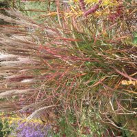 Miscanthus Altweibersommer
