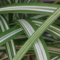 Miscanthus Cabaret