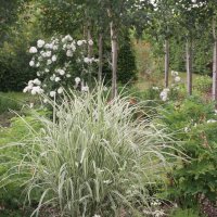 Miscanthus Cabaret 1