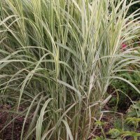 Miscanthus Cosmopolitan
