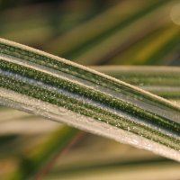 Miscanthus Cosmopolitian 1