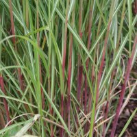 Miscanthus Flamingo