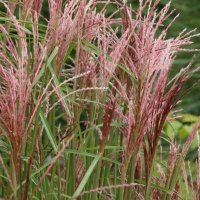 Miscanthus Flamingo 1