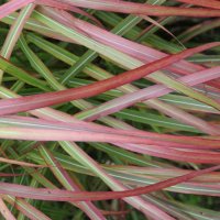 Miscanthus Flammenmeer