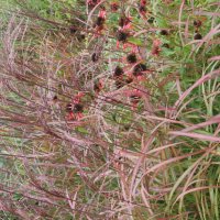 Miscanthus Flammenmeer 1