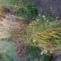 Miscanthus Ghana