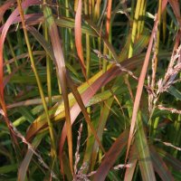 Miscanthus Ghana 1