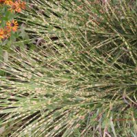 Miscanthus Gold Bar