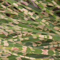 Miscanthus Gold Bar 1