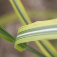 Miscanthus Goldfeder
