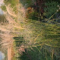 Miscanthus Heiku