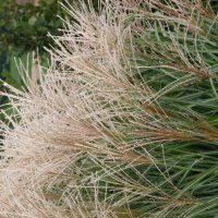 Miscanthus Hermann Müssel