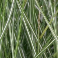 Miscanthus High Hopes