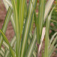 Miscanthus Jubilar