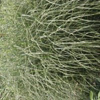 Miscanthus Little Zebra