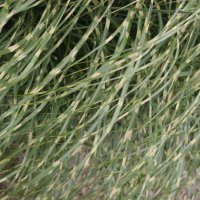 Miscanthus Little Zebra 1