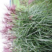 Miscanthus Malepartus