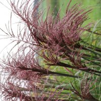 Miscanthus Malepartus 1