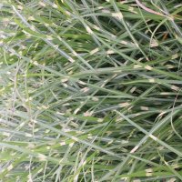 Miscanthus Pünktchen