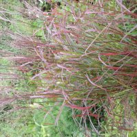 Miscanthus Roter Pfeil
