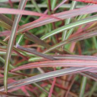 Miscanthus Roter Pfeil 1