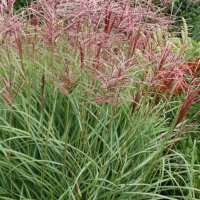 Miscanthus Rotsilber