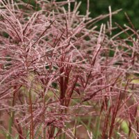Miscanthus Rotsilber 1