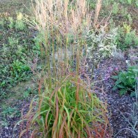 Miscanthus Samurai
