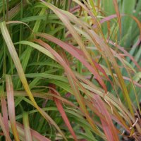 Miscanthus Samurai 1