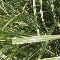 Miscanthus Variegatus