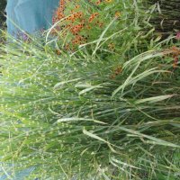 Miscanthus Zebrinus