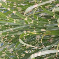 Miscanthus Zebrinus 1