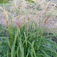 Miscanthus Zwergelefant