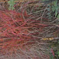 Miscanthus sinensis Altweibersommer