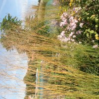 Molinia caerulea ssp arundinaria Windsäule