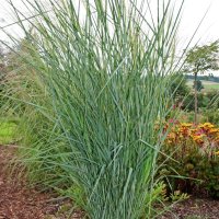 Panicum virgatum Cloud Nine