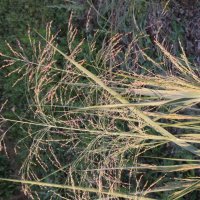Panicum virgatum Cloud Nine 1