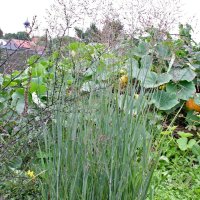 Panicum virgatum Heavy Metal