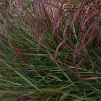Panicum virgatum Hänse Harms