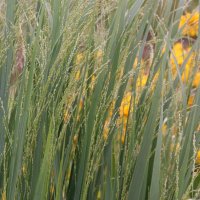 Panicum virgatum Northwind
